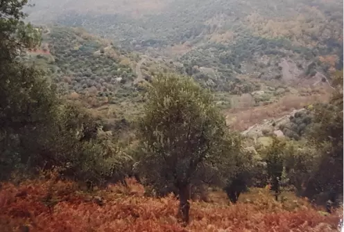 ulivo