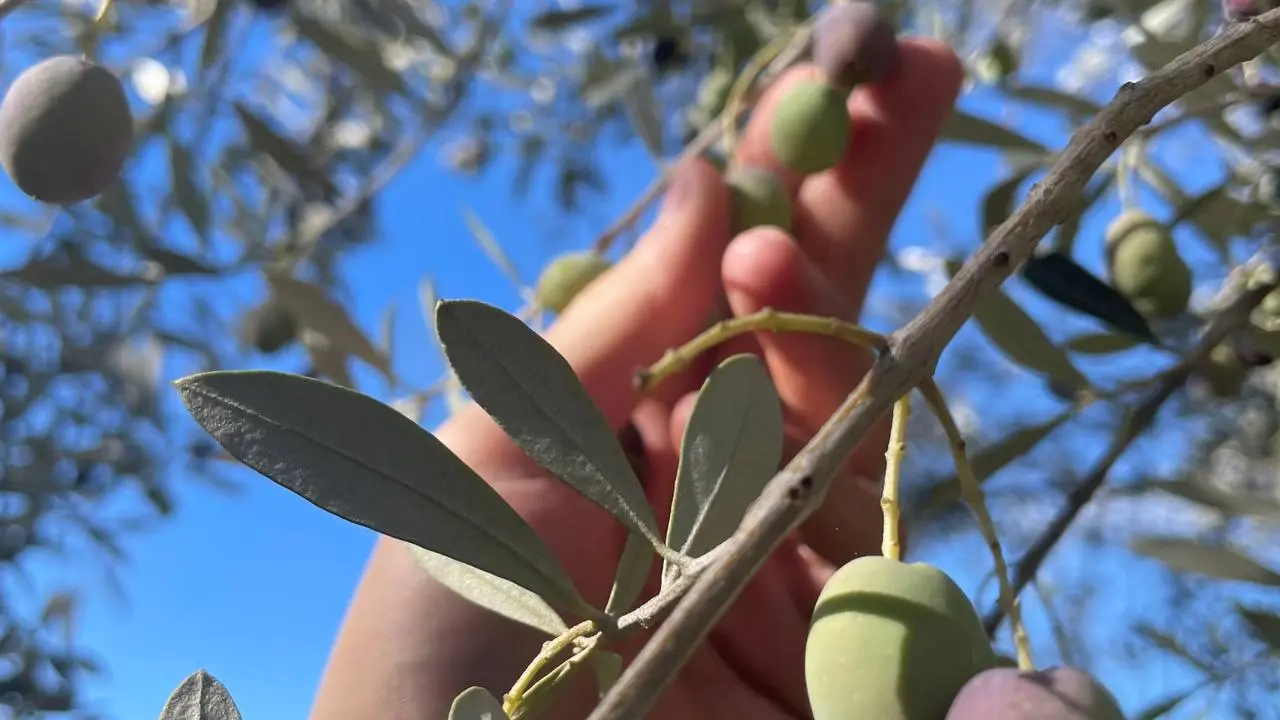 olive